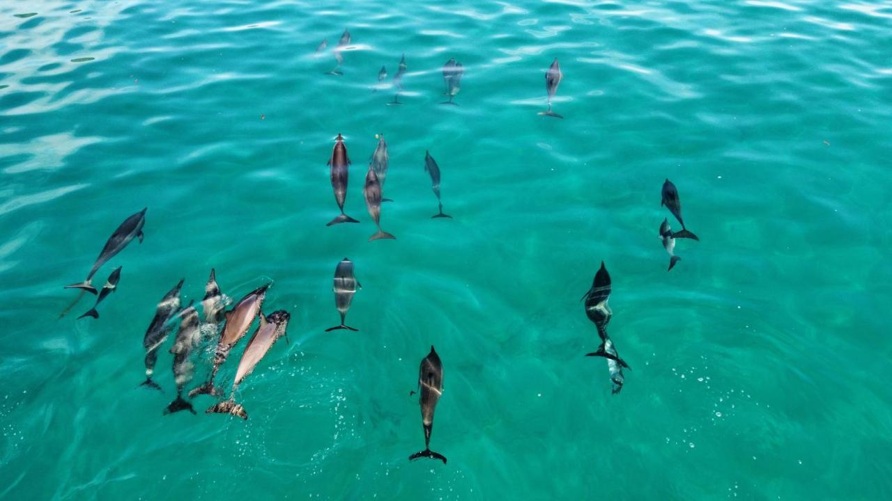 Superbe Bord De Mer, Acces Lagon Et Piscine Privee Paea 외부 사진